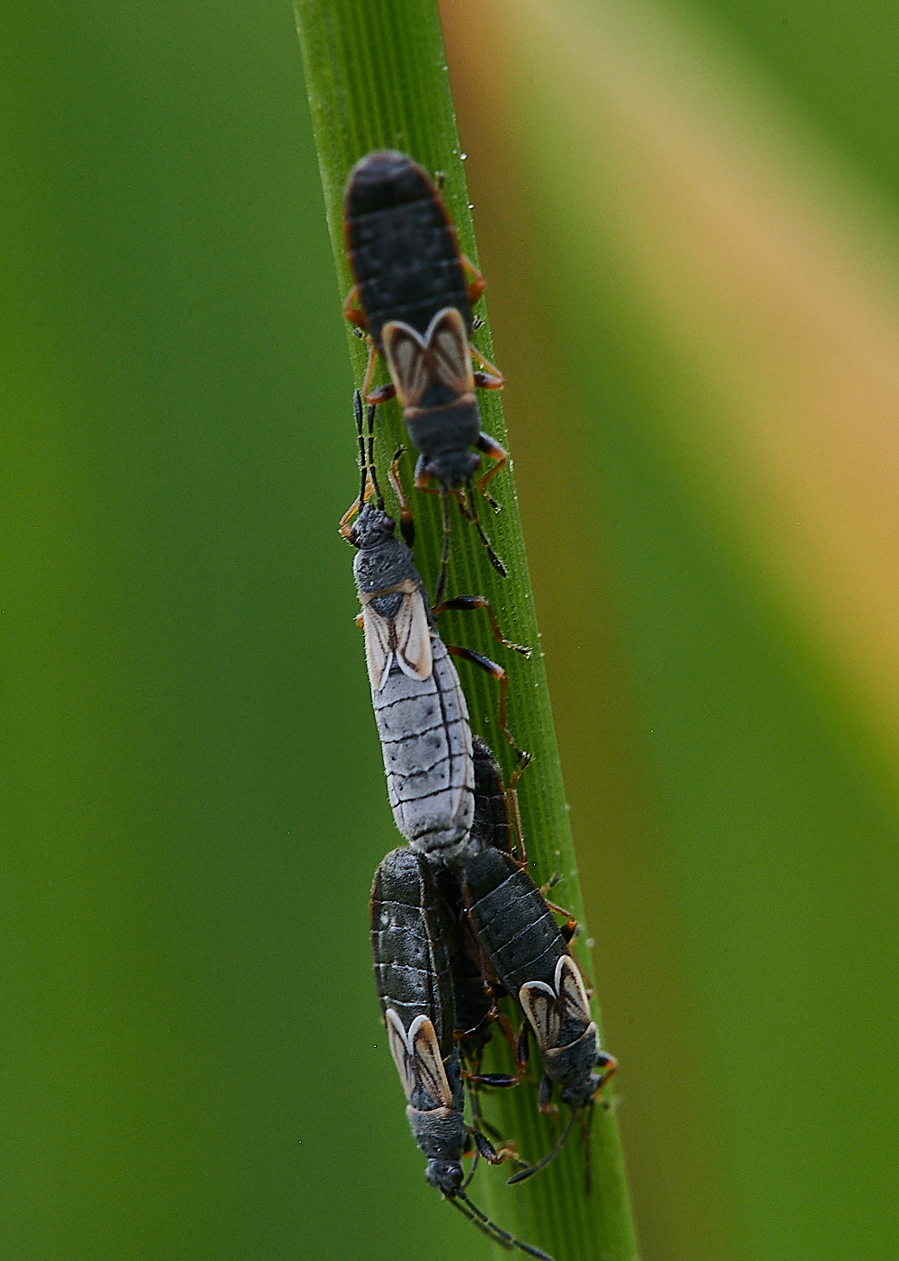 CatfieldFen?030721-3