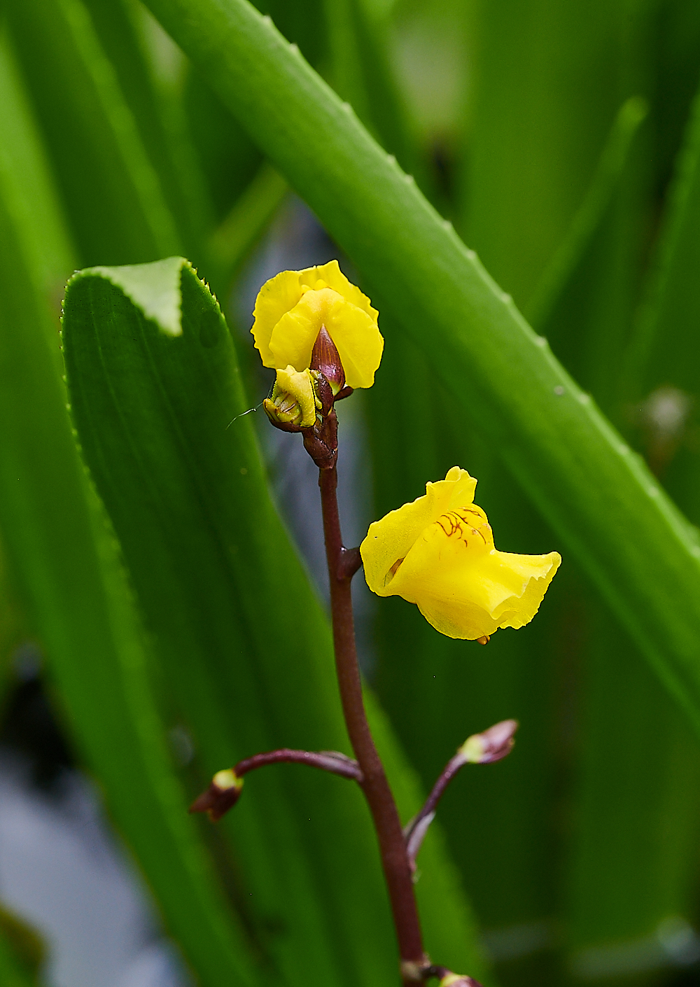 CatfieldFenBladderwort030721-1