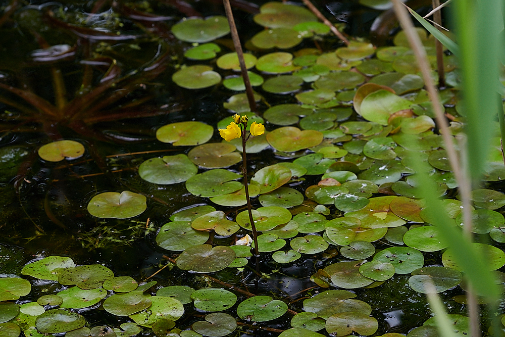 CatfieldFenBladderwort030721-2