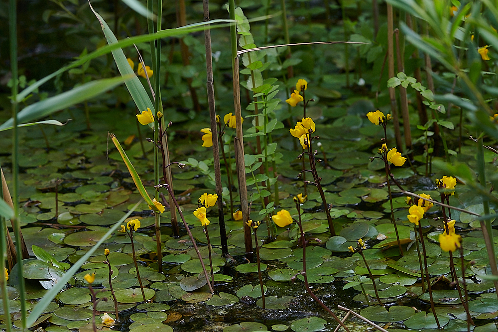 CatfieldFenBladderwort030721-3