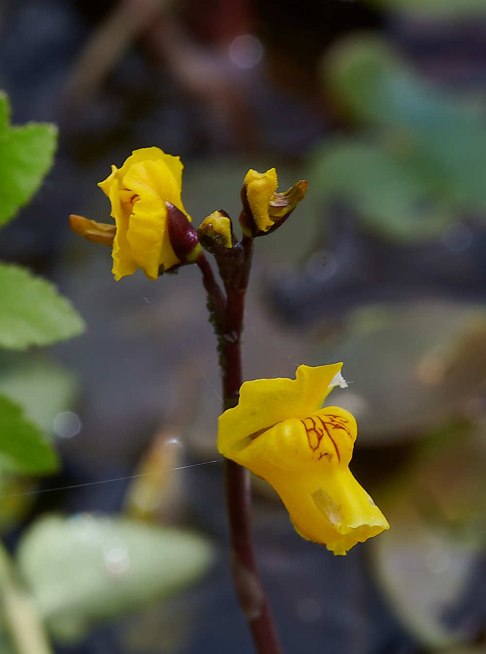 CatfieldFenBladderwort030721-4