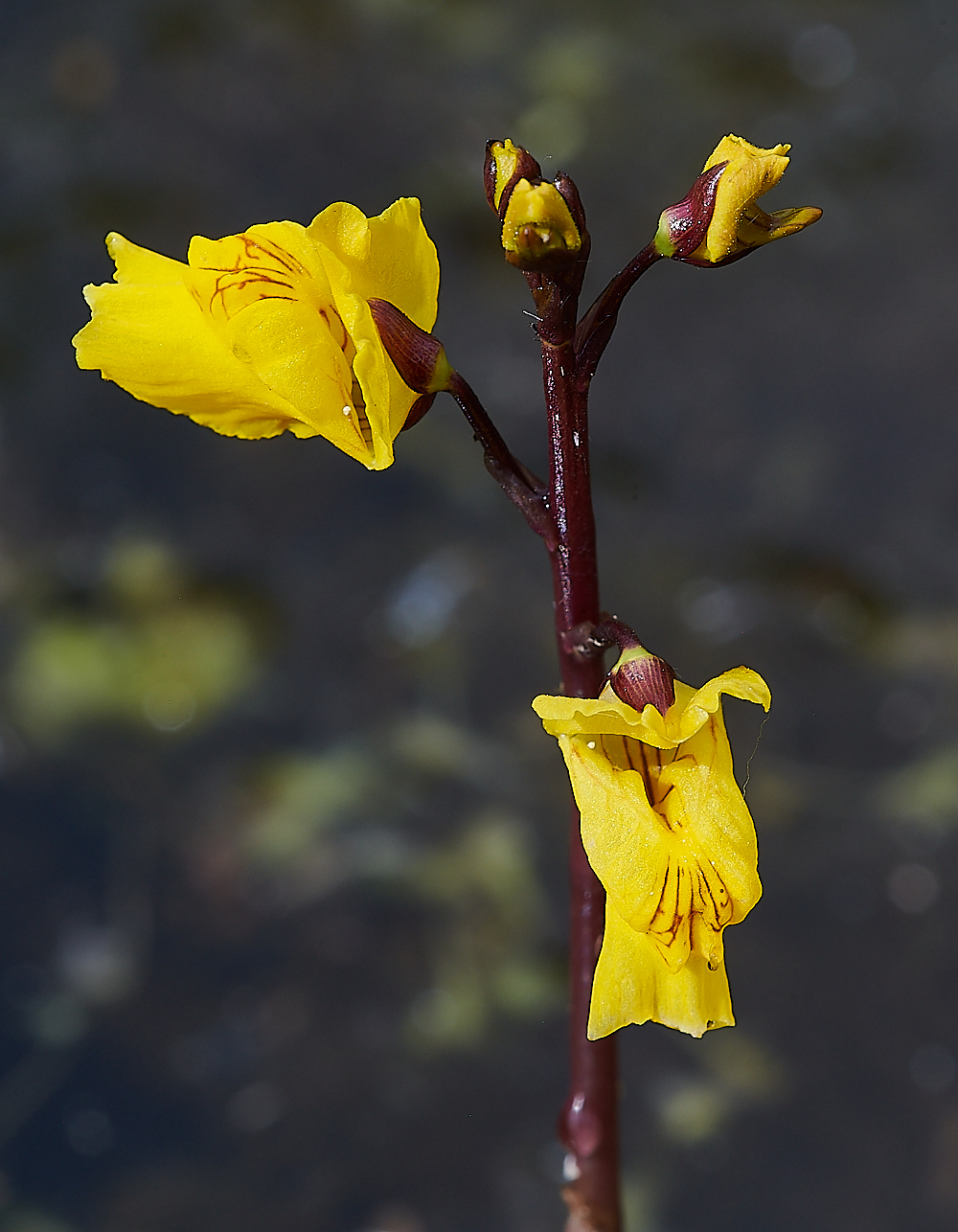 CatfieldFenBladderwort030721-5