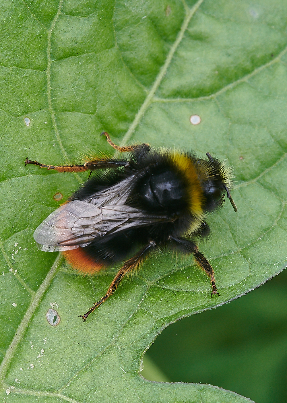 CatfieldFenBumbleBee030721-1