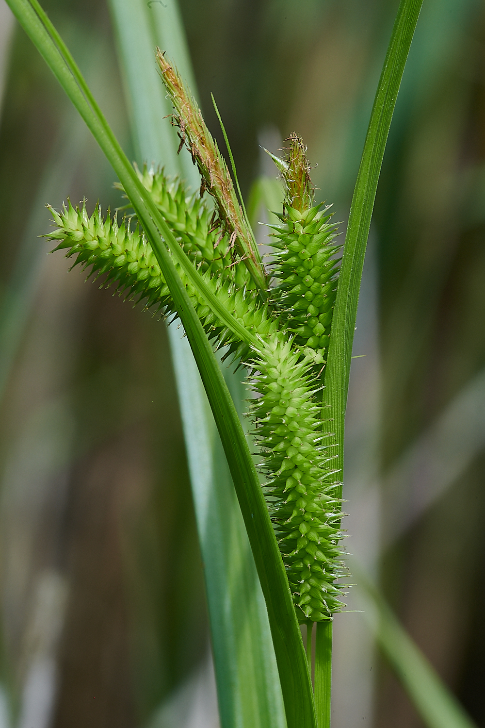 CatfieldFenCyperus030721-1