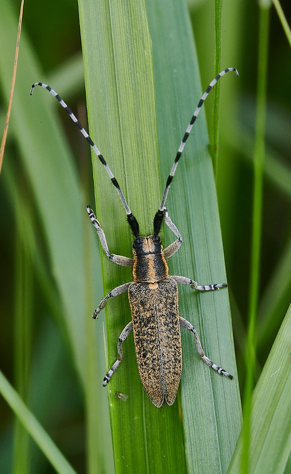 CatfieldFenGolden-bloomendLonghornBeetle030721-2