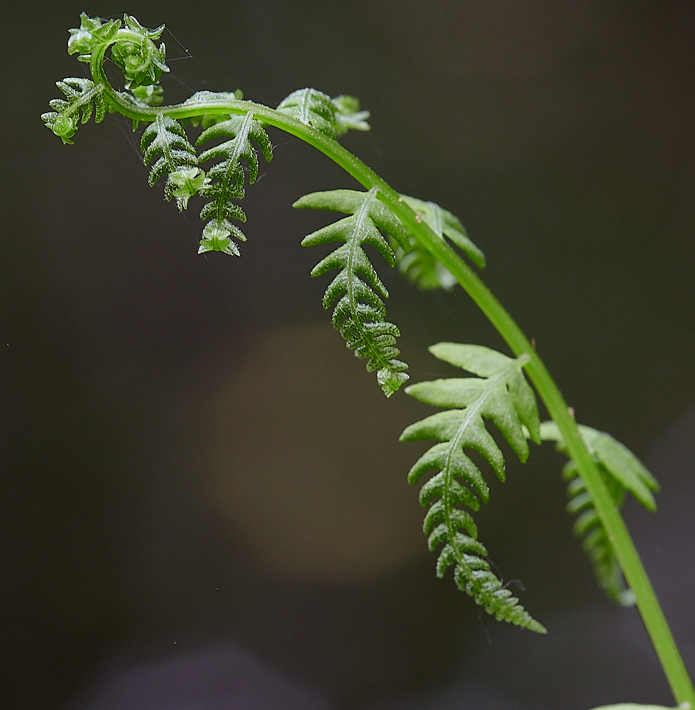 CatfieldFenHeathMarshFern030721-1