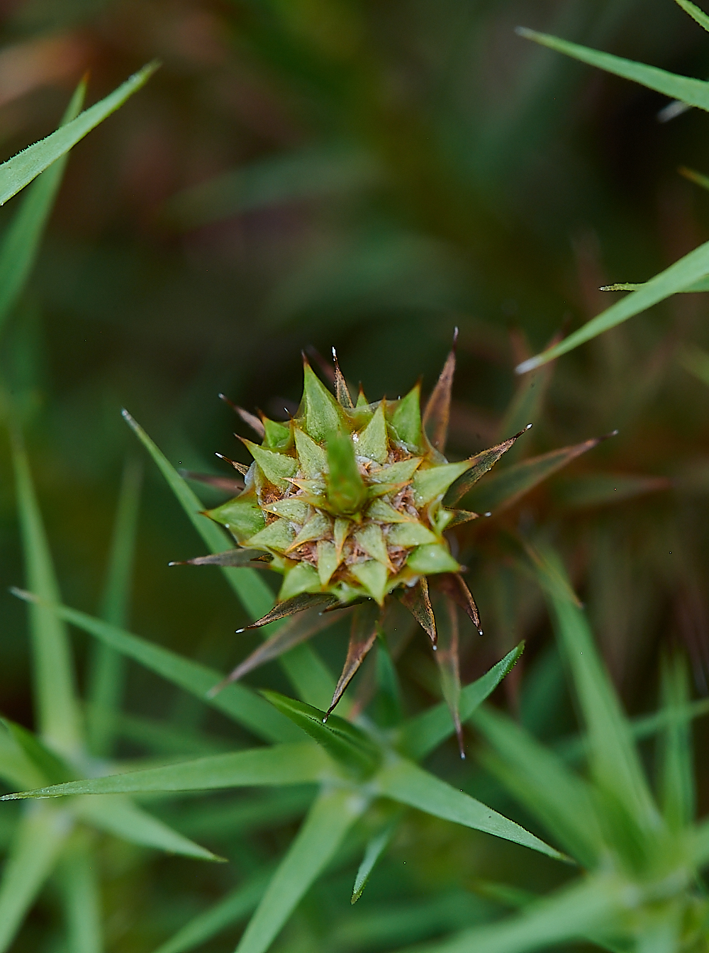 CatfieldFenHeathPolytrichumcommune030721-1