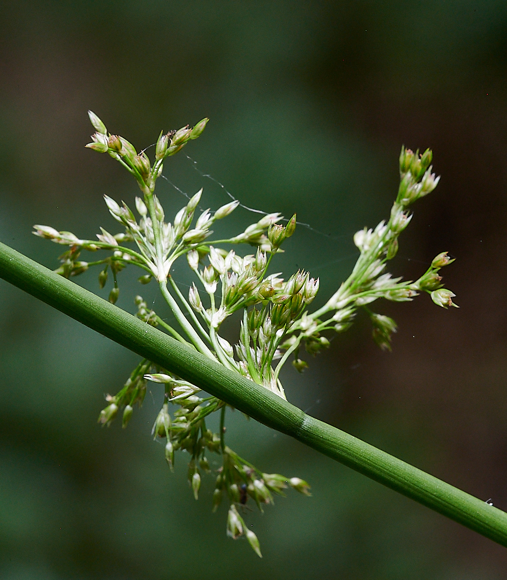 CatfieldFenHeathRush2030721-1