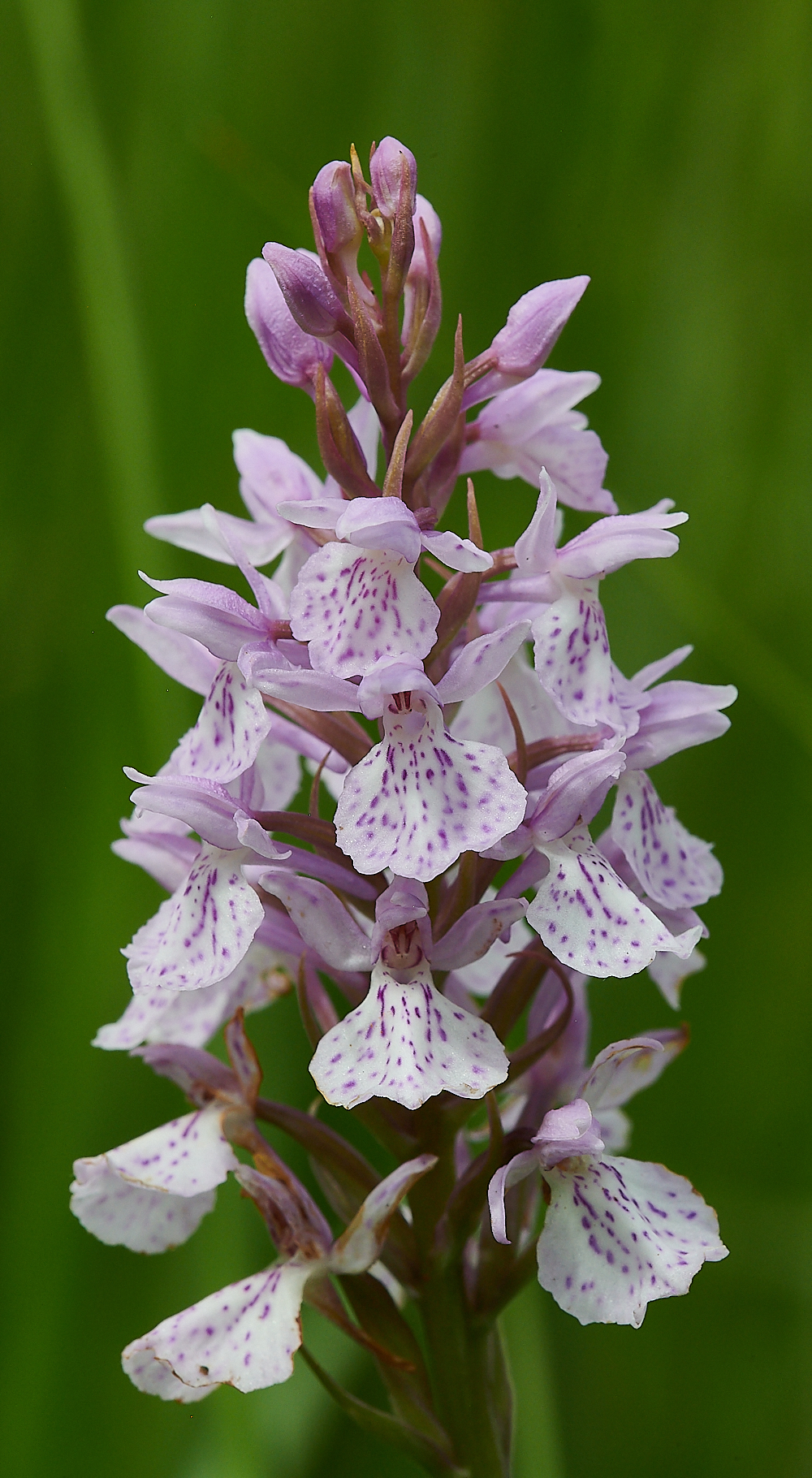 CatfieldFenHeathSpottedOrchid030721-1