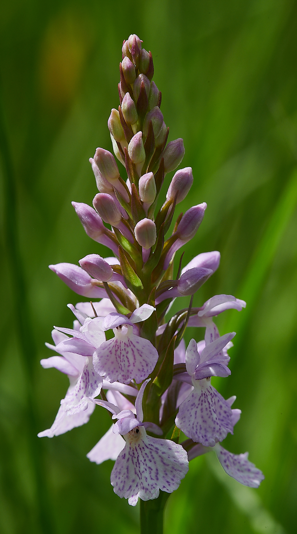 CatfieldFenHeathSpottedOrchid030721-2