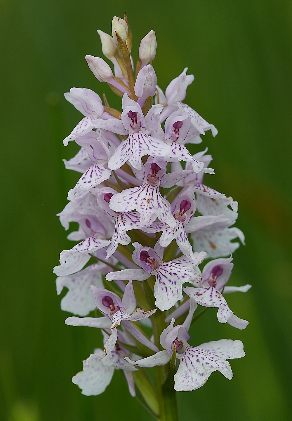 CatfieldFenHeathSpottedOrchid030721-3