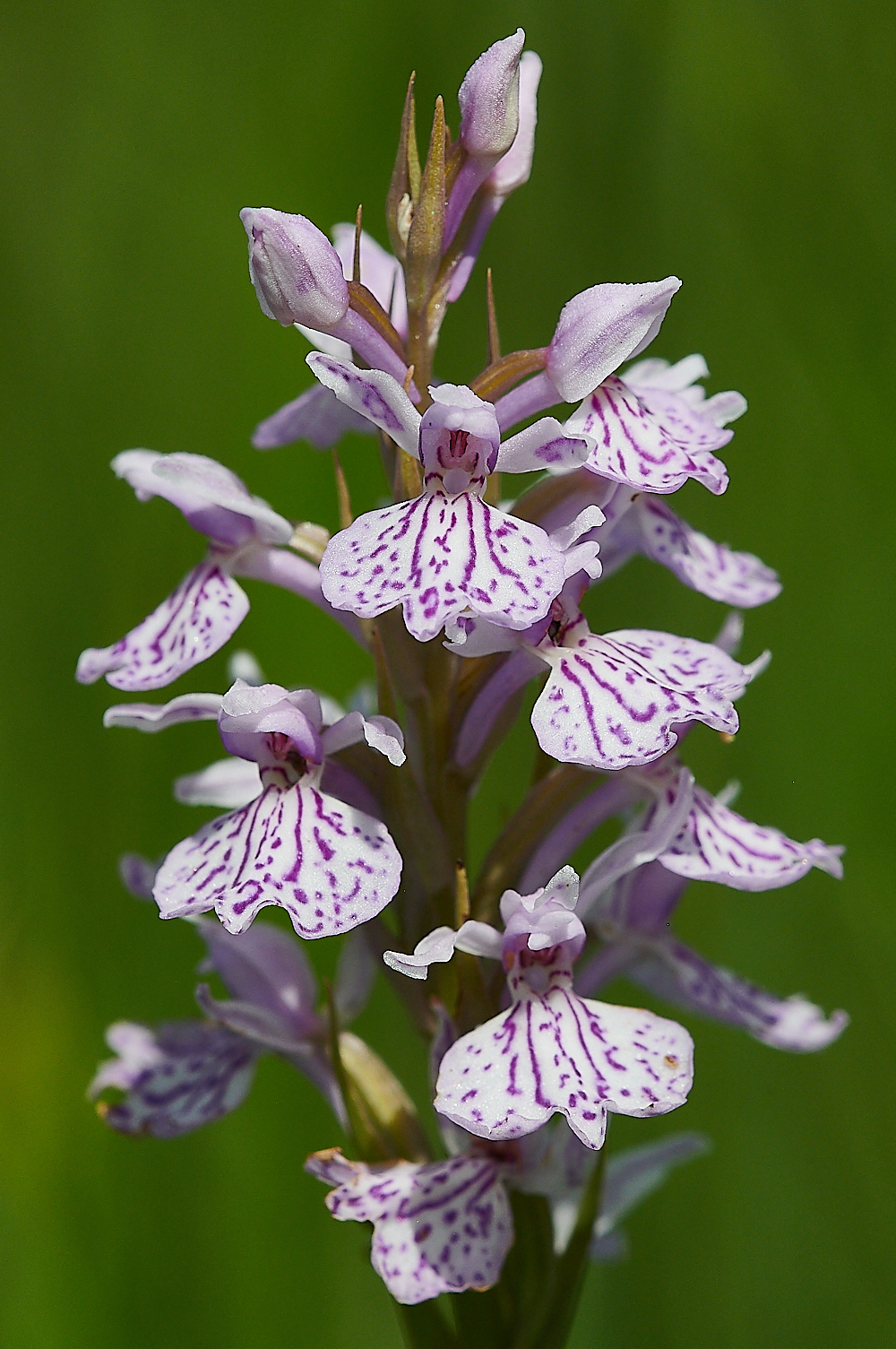 CatfieldFenHeathSpottedOrchid030721-5