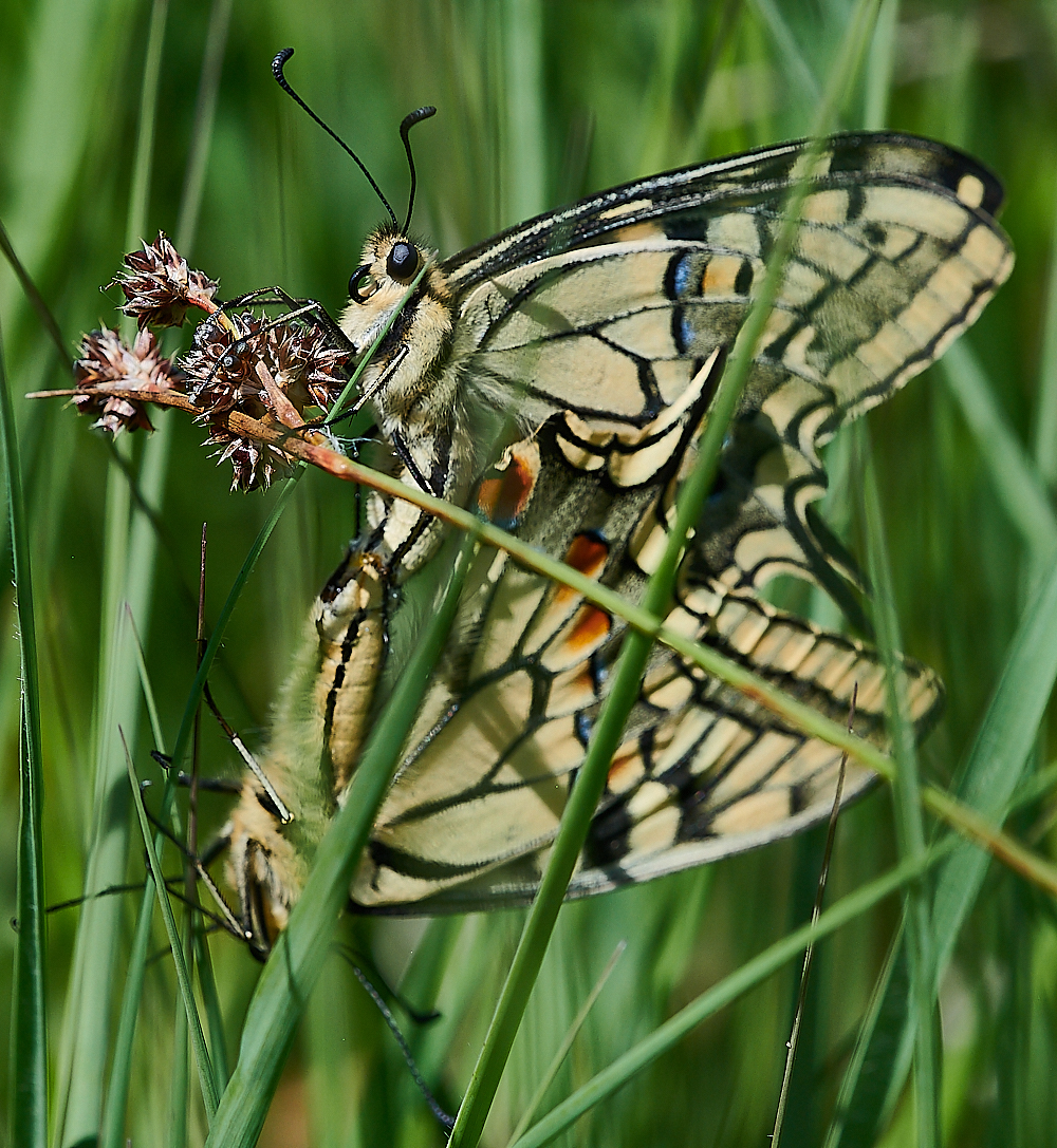 CatfieldFenHeathSwallowtail030721-3