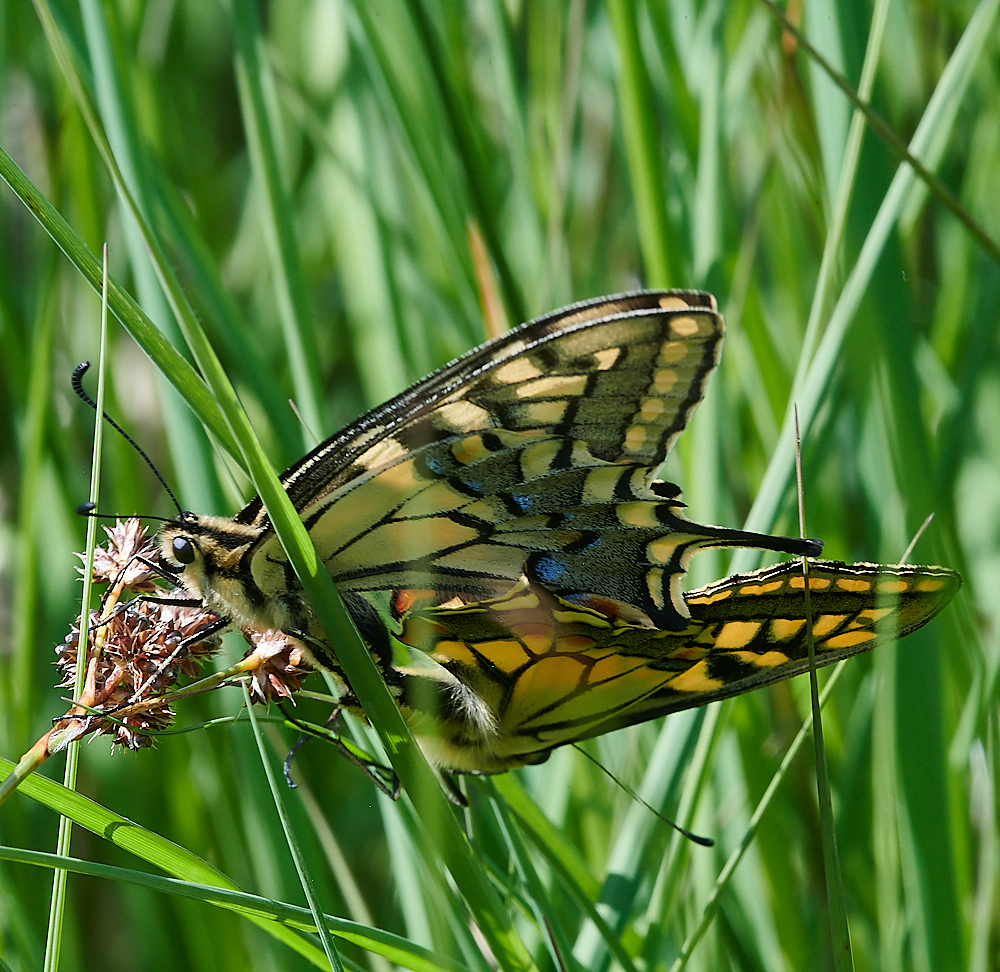 CatfieldFenHeathSwallowtail030721-4