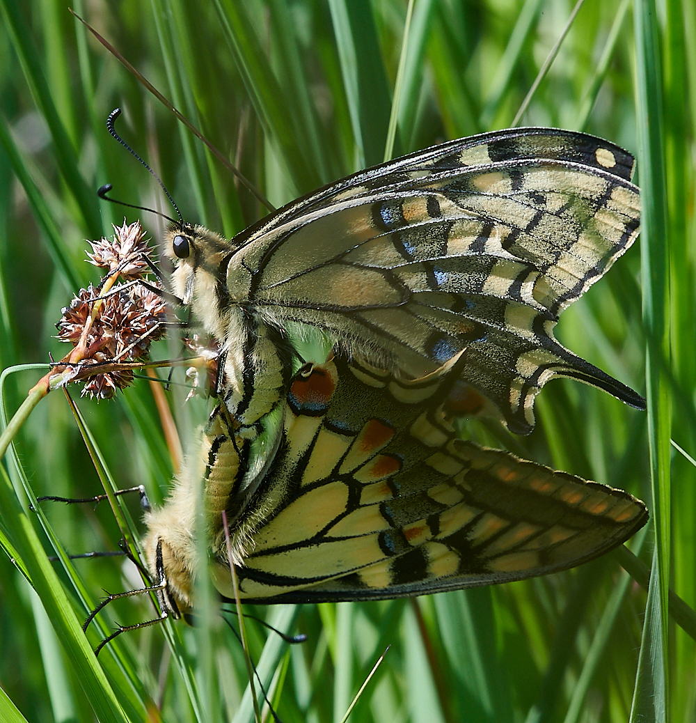 CatfieldFenHeathSwallowtail030721-5