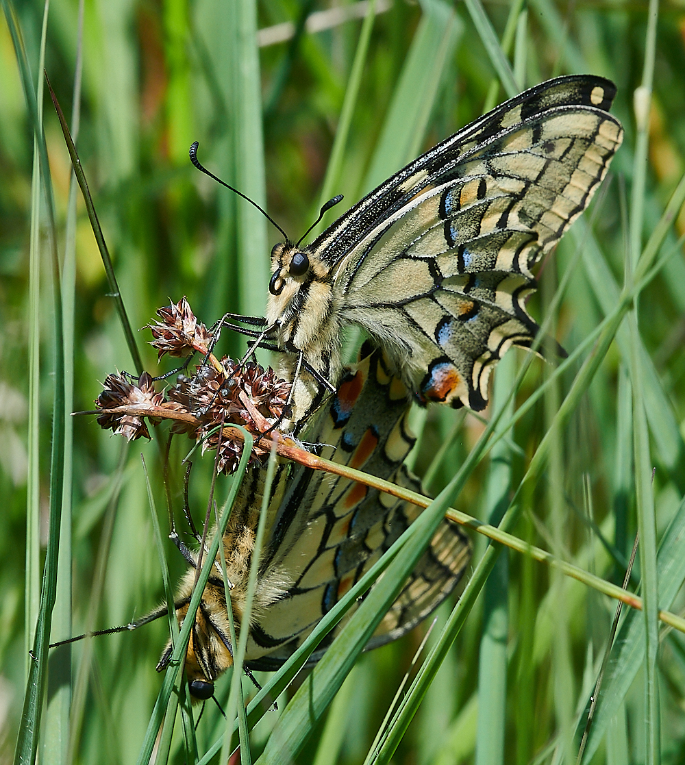 CatfieldFenHeathSwallowtail030721-6