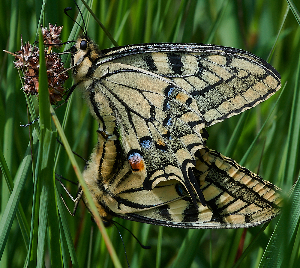 CatfieldFenHeathSwallowtail030721-9