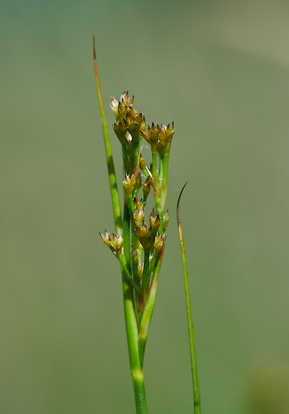 CatfieldFenJuncus030721-2