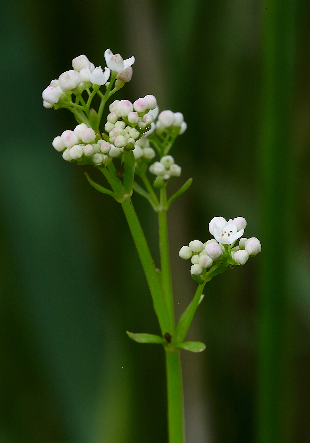 CatfieldFenMarshBedstraw030721-1