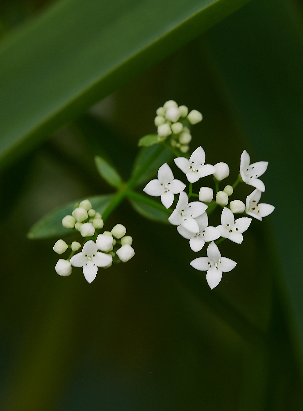 CatfieldFenMarshBedstraw030721-2