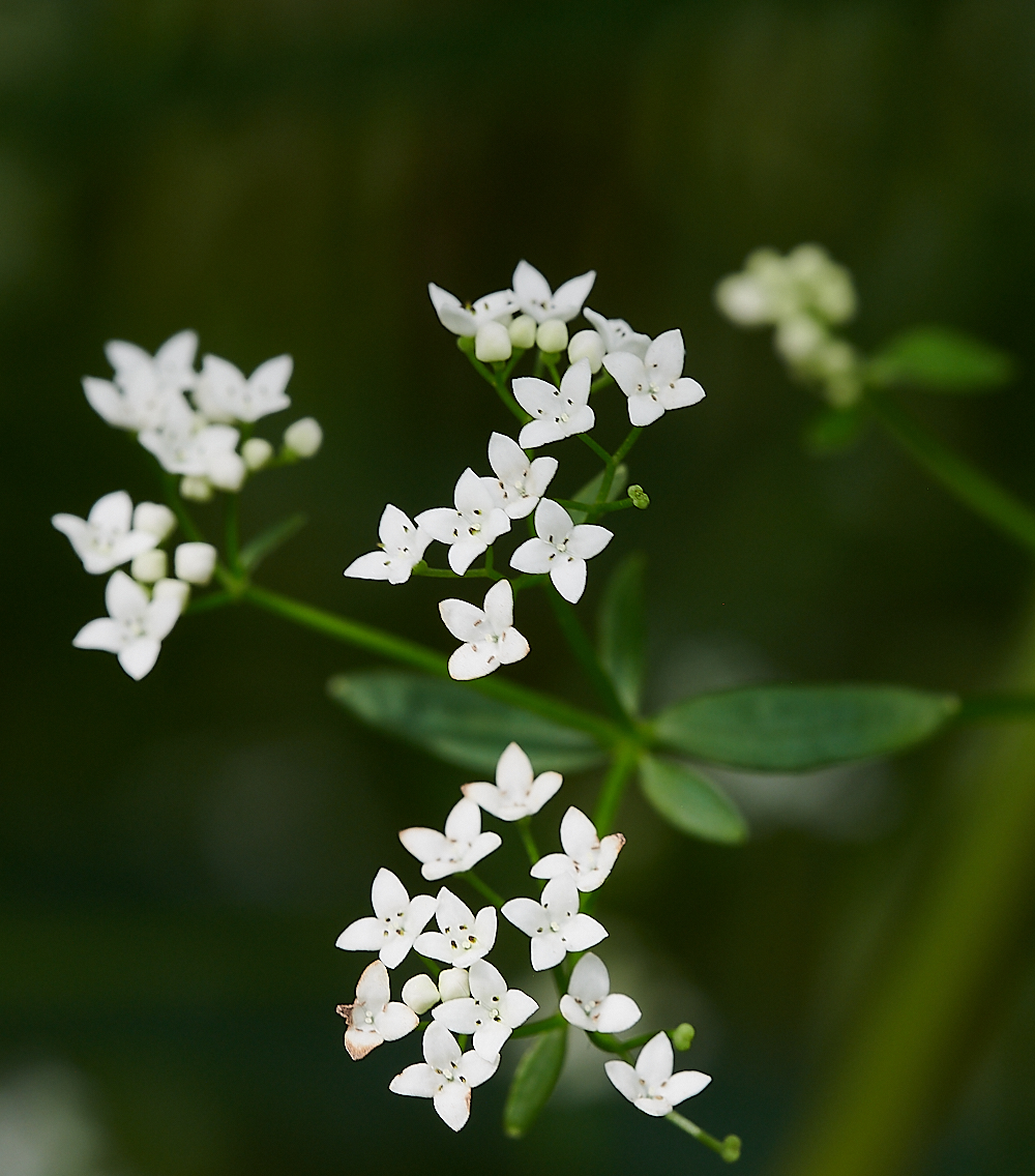 CatfieldFenMarshBedstraw030721-3