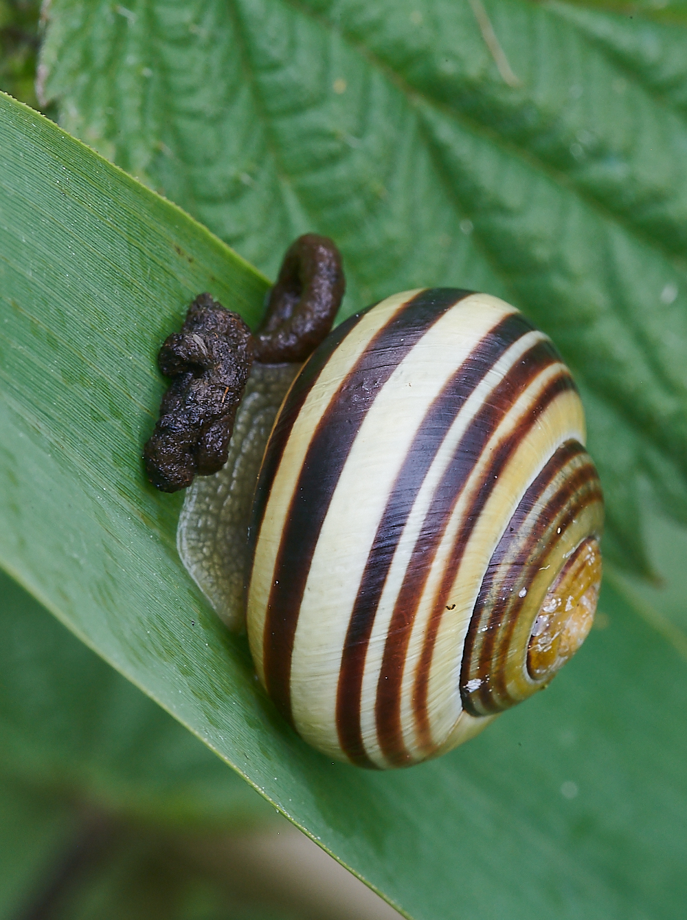 CatfieldFenMarshSnailSp030721-1