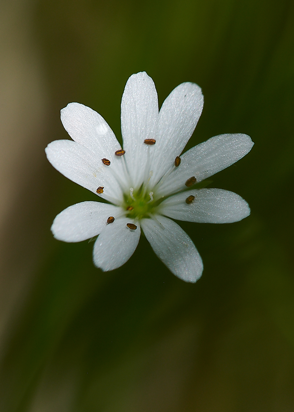 CatfieldFenMarshStitchwort030721-1