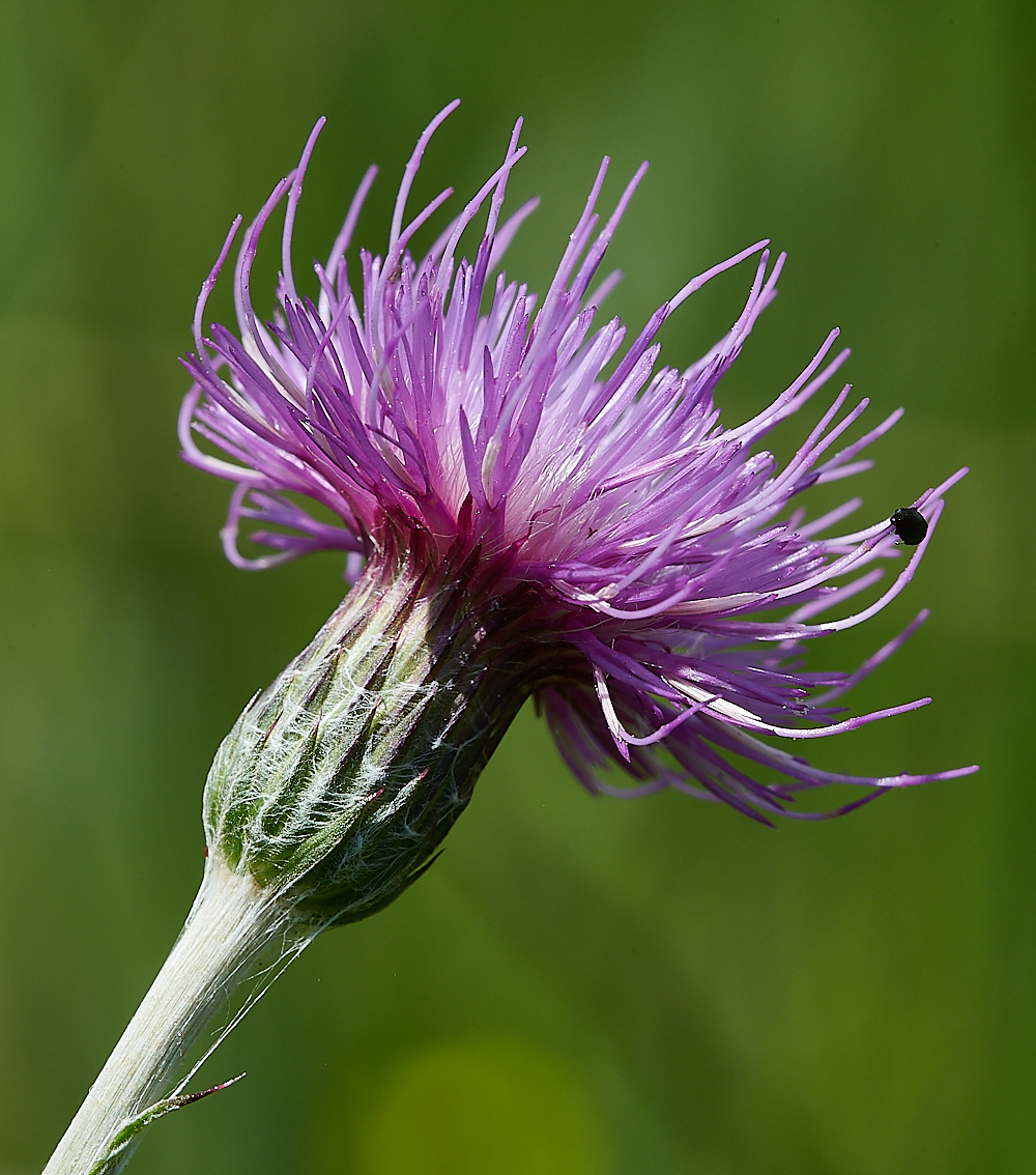 CatfieldFenMeadowThistle030721-1