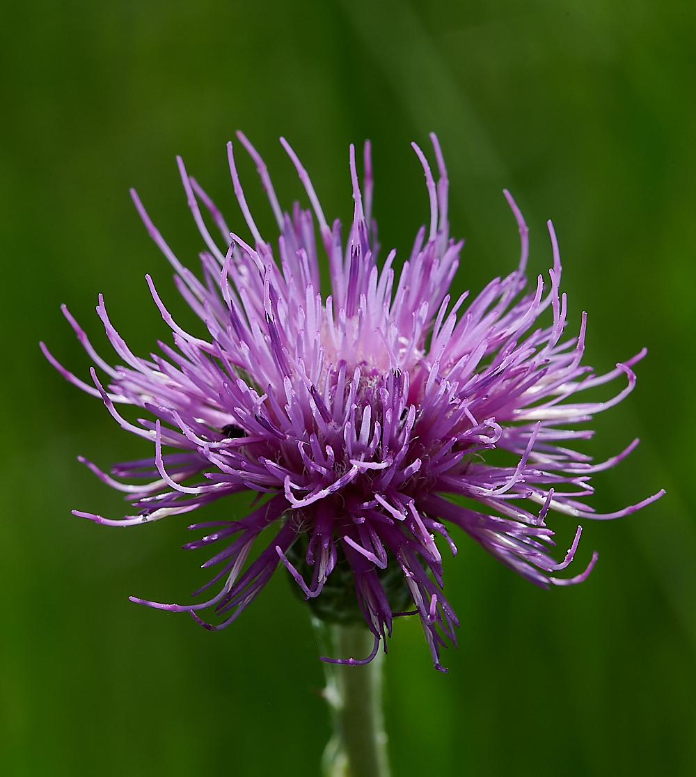 CatfieldFenMeadowThistle030721-2