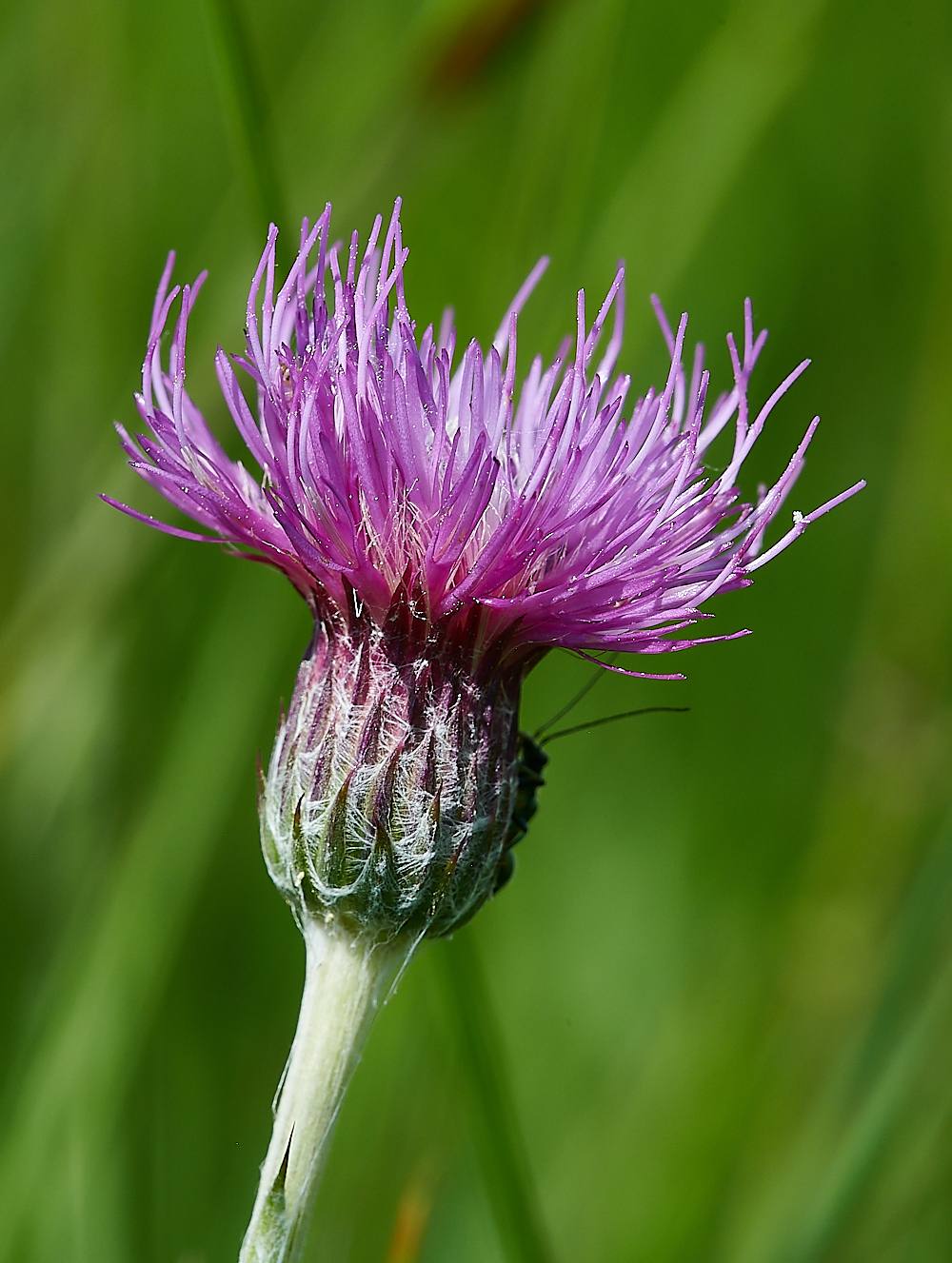 CatfieldFenMeadowThistle030721-3