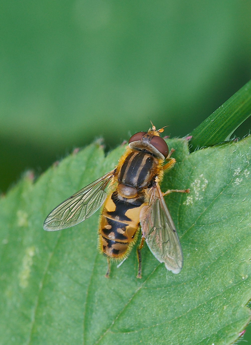 CatfieldFenParahelophilus030721-1