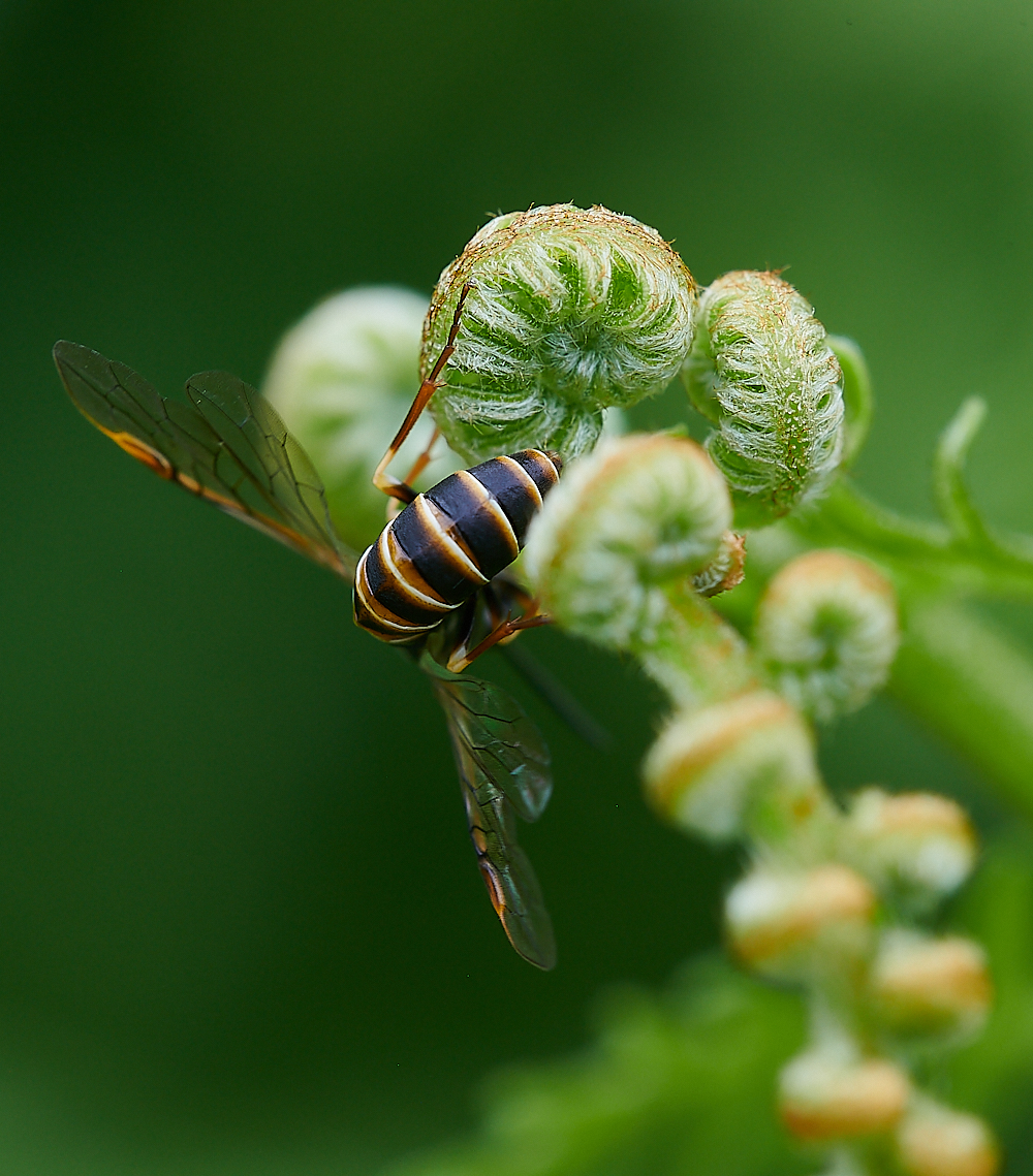 CatfieldFenSawfly030721-12