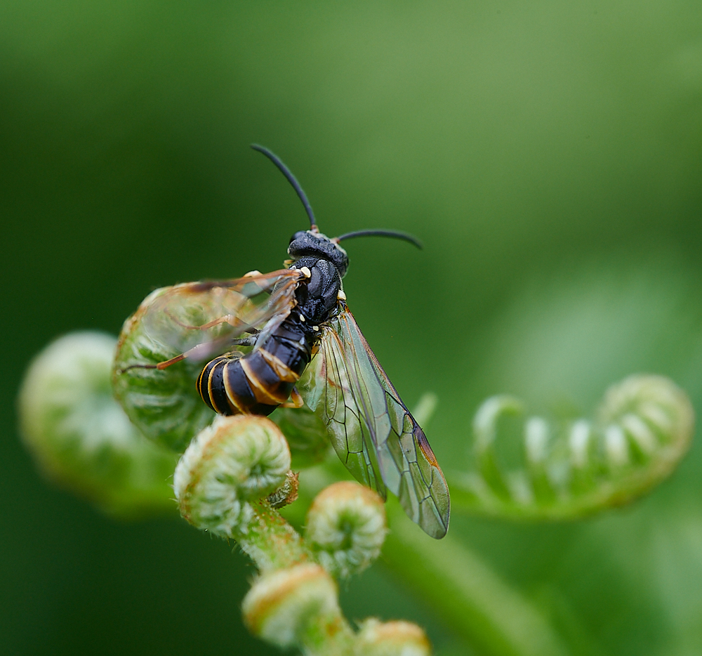 CatfieldFenSawfly030721-13