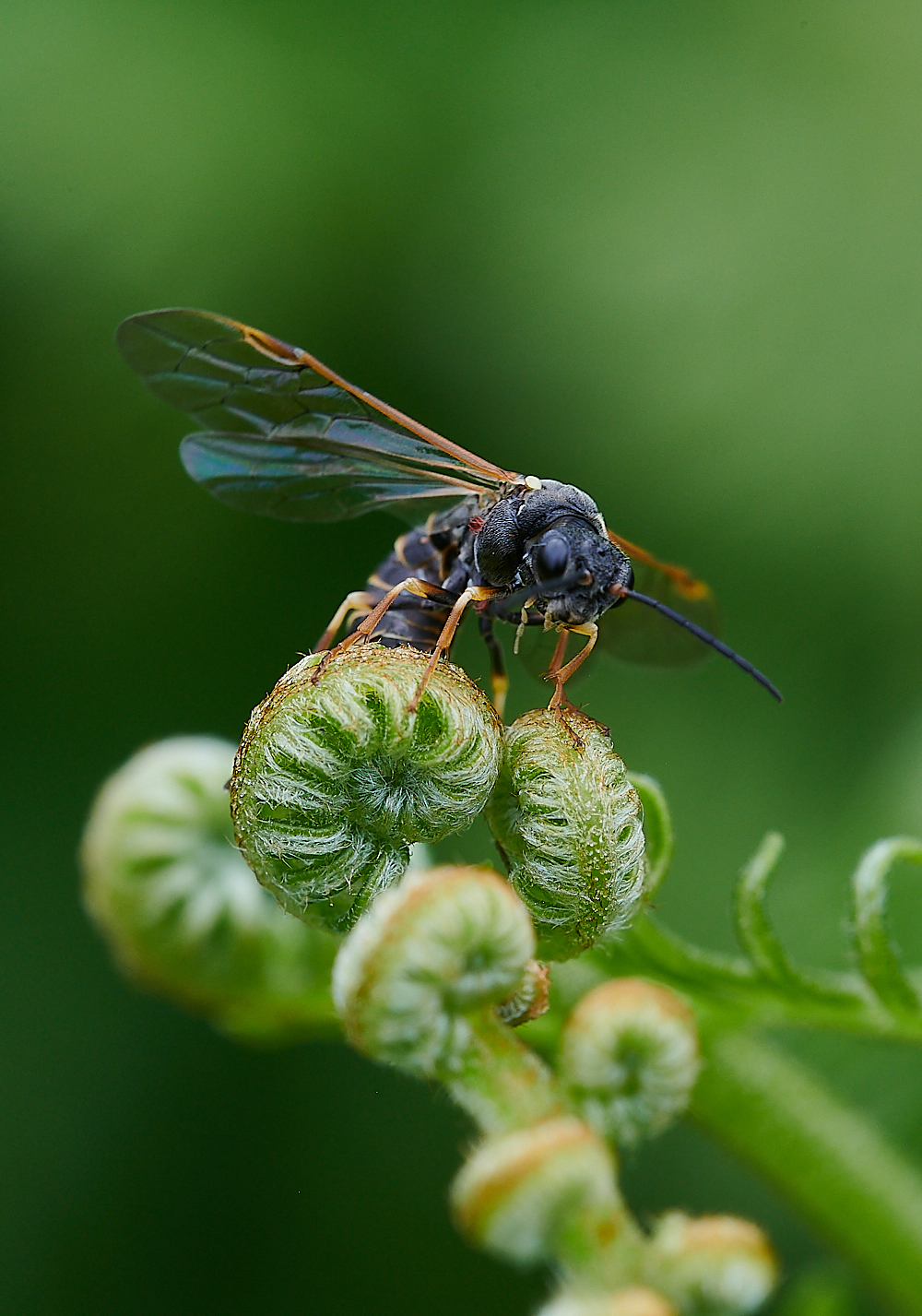 CatfieldFenSawfly030721-3