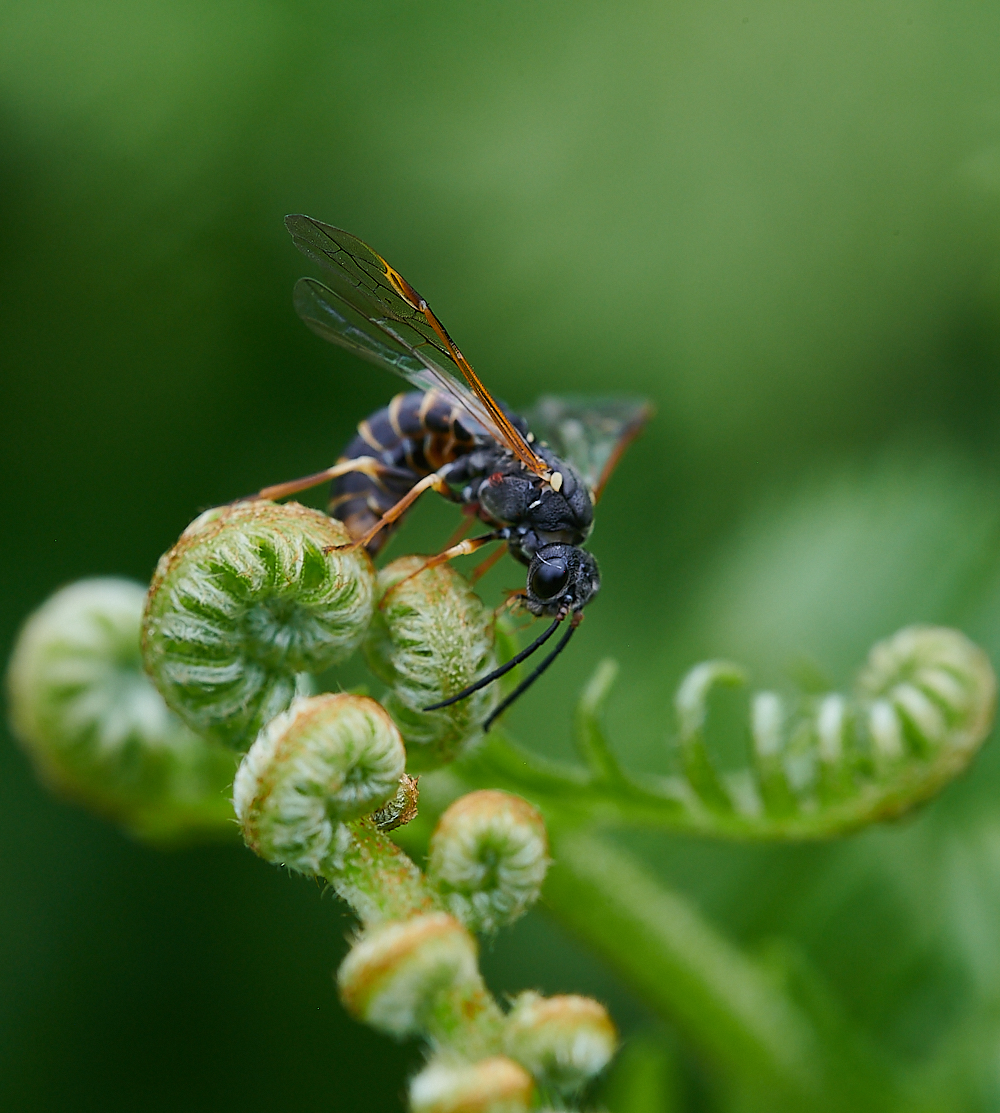 CatfieldFenSawfly030721-7