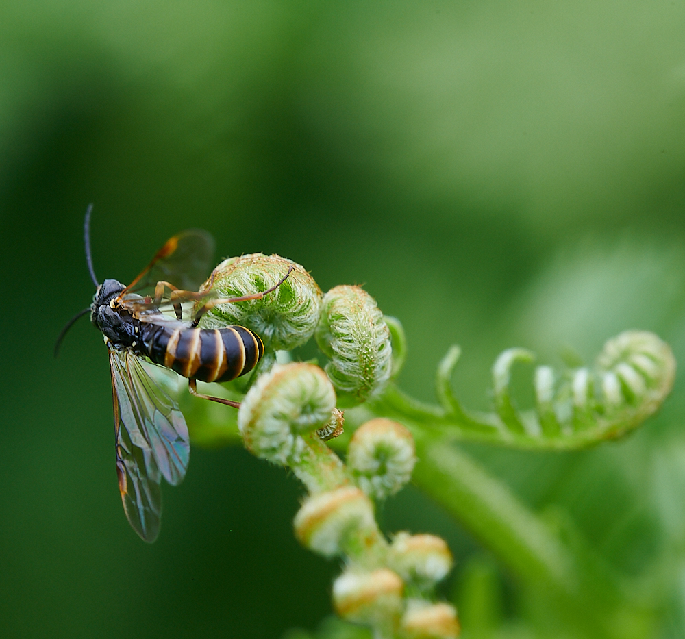 CatfieldFenSawfly030721-9