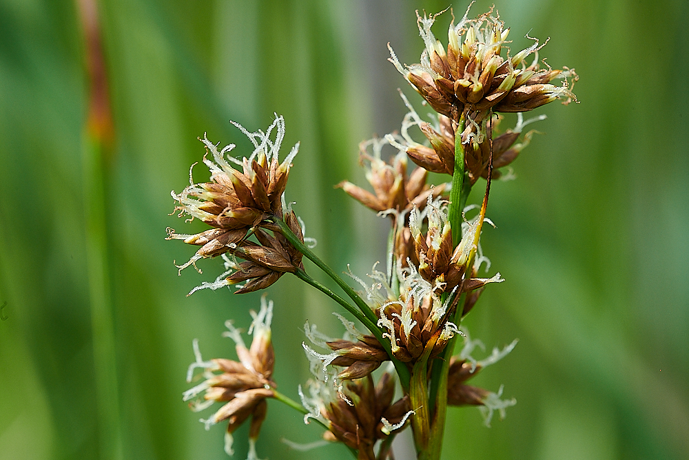 CatfieldFenSawSedge030721-1