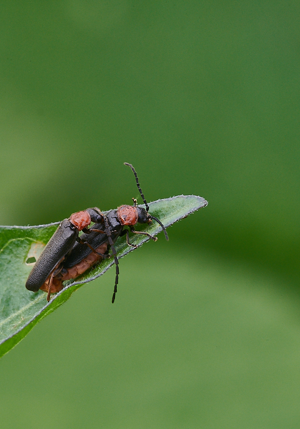 CatfieldFenSoldierBeetle030721-1