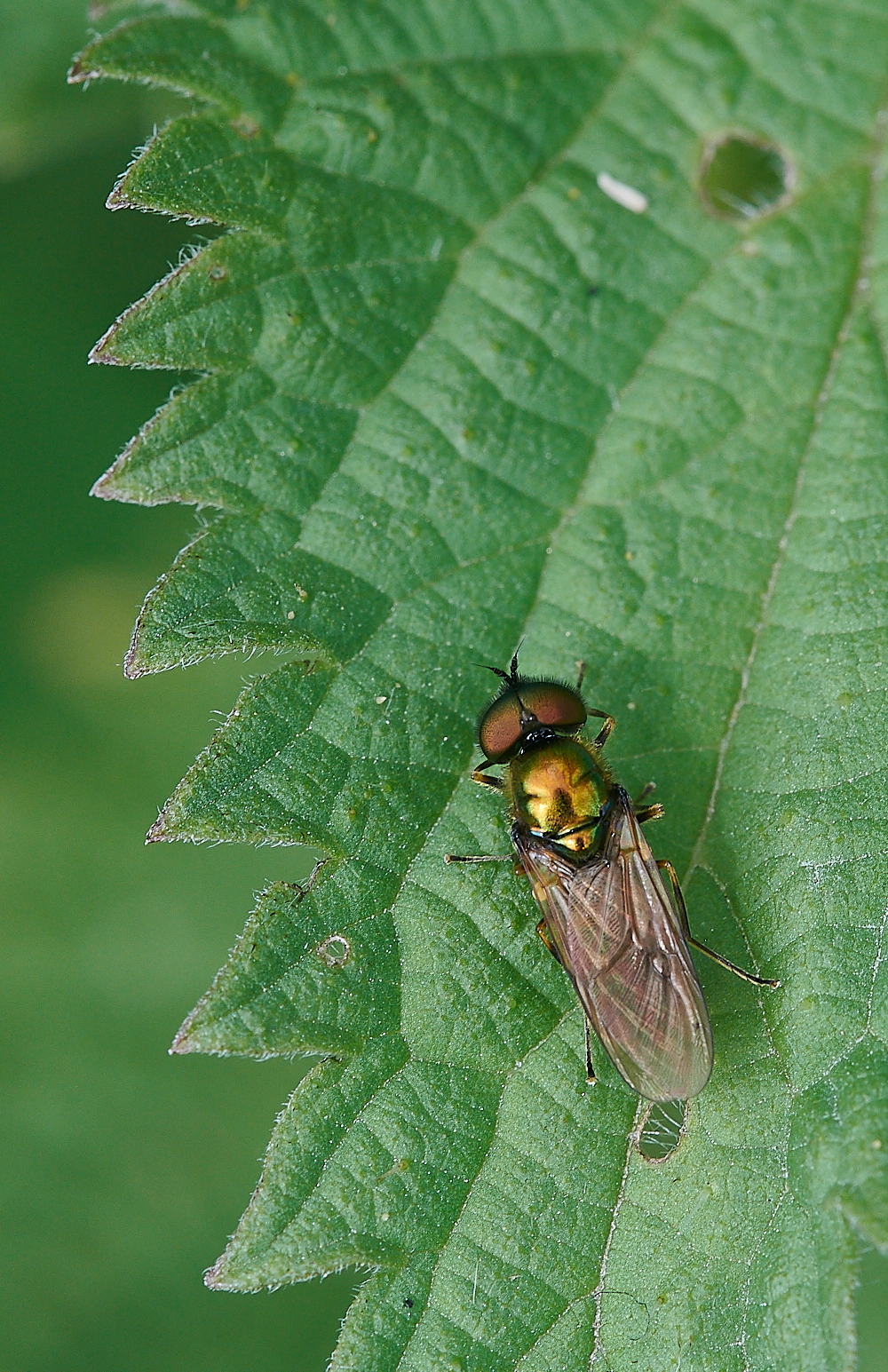 CatfieldFenSoldierFly030721-1