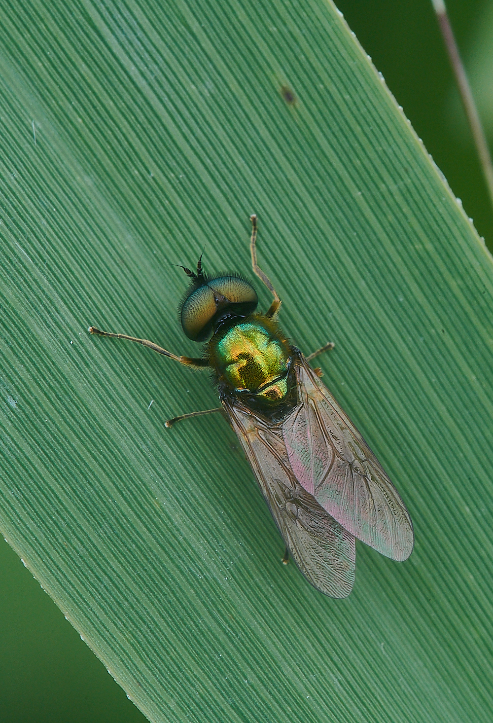 CatfieldFenSoldierfly030721-2