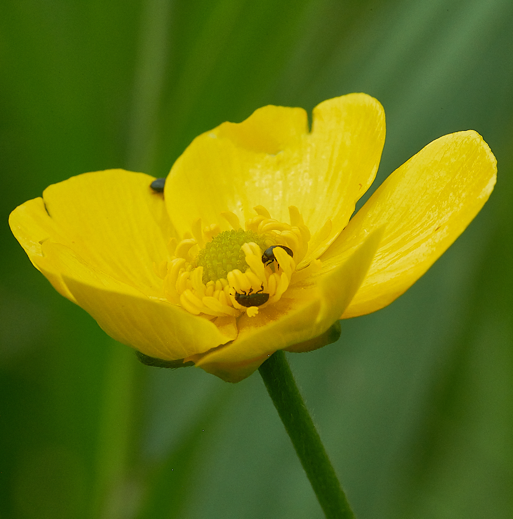 CatfieldFenSpearwort030721-1