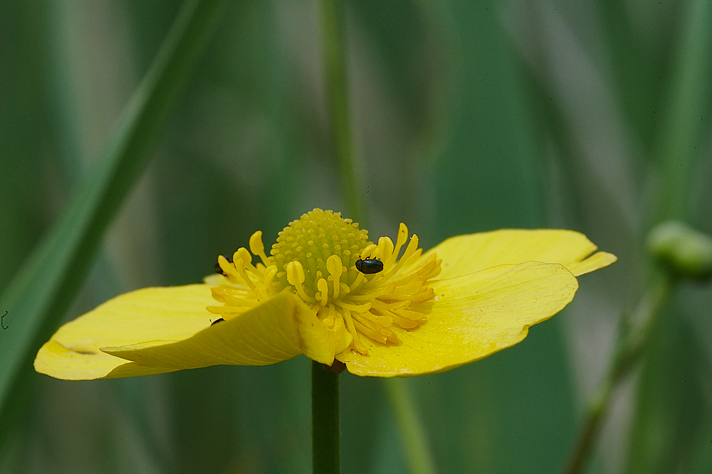 CatfieldFenSpearwort030721-2