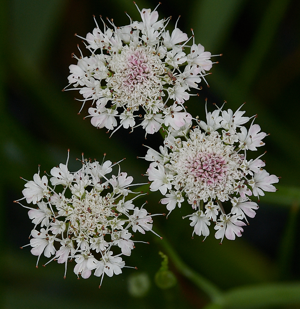 CatfieldFenTubularWaterDropwort030721-1