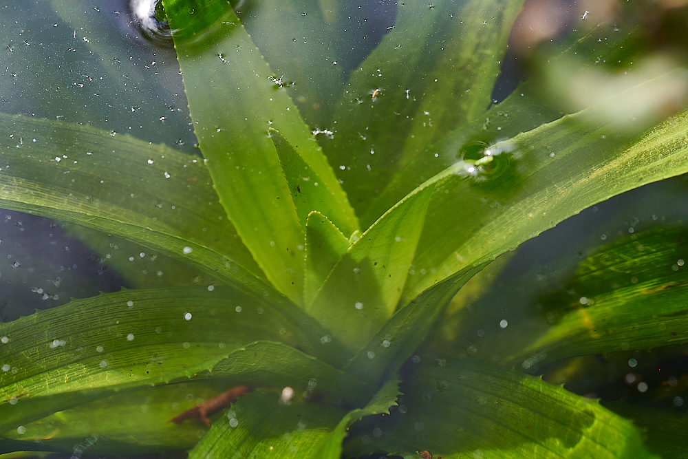 CatfieldFenWaterSoldier030721-1