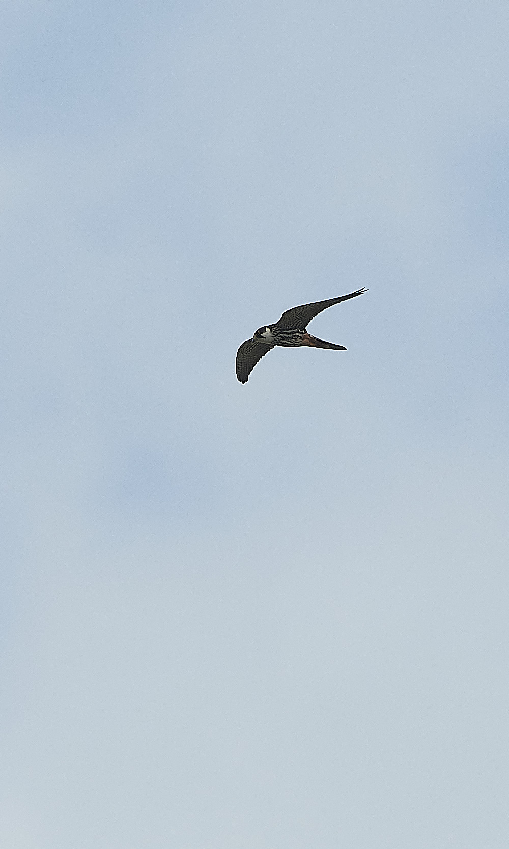 Cley - Hobby 130821-1