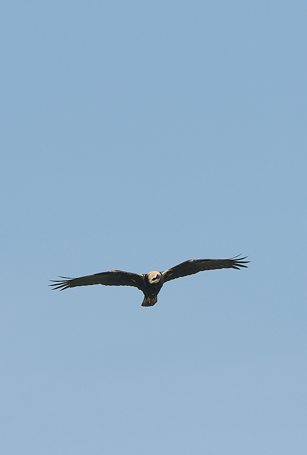 Cley - MarshHarrier130821-1