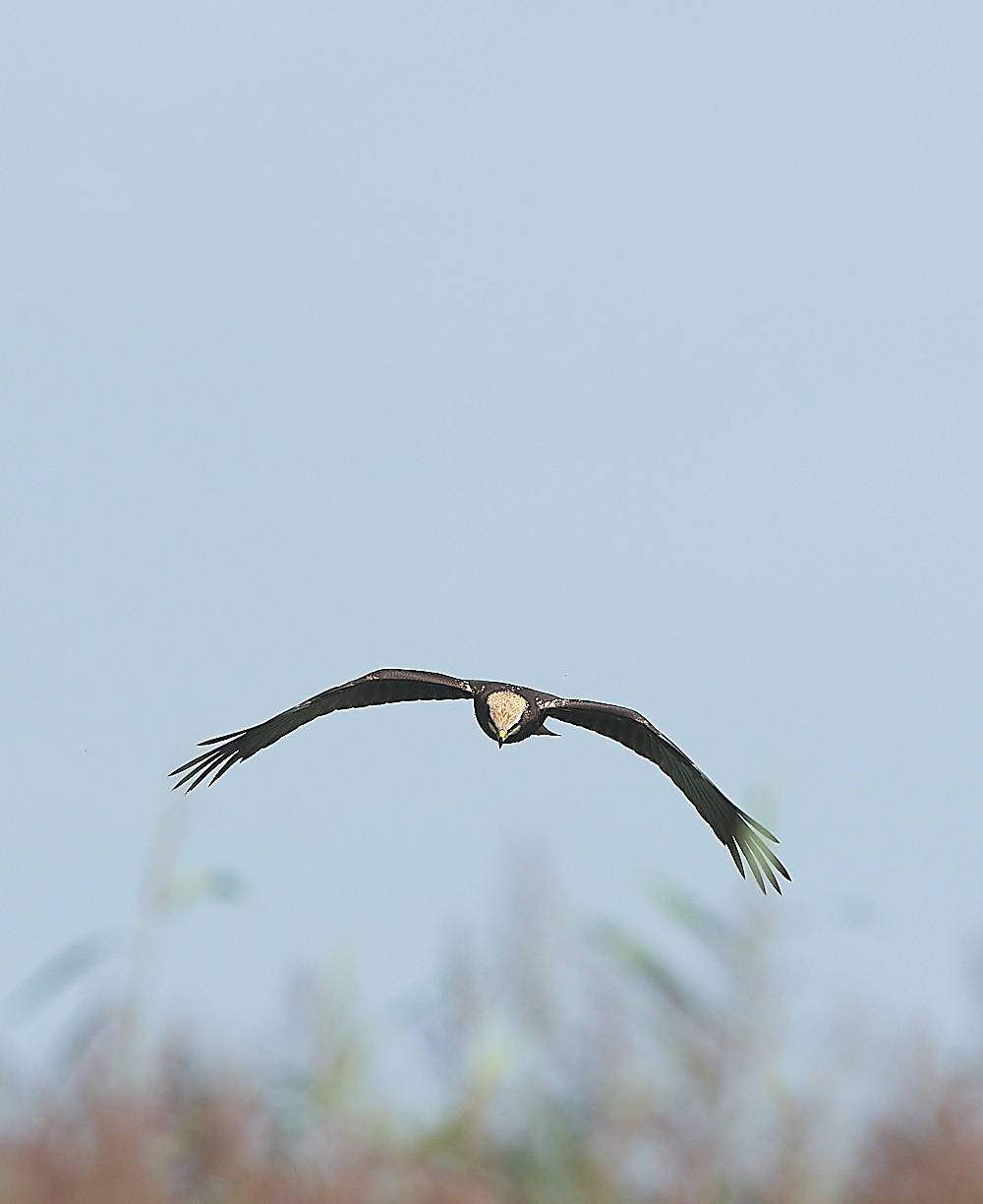 Cley - MarshHarrier130821-2