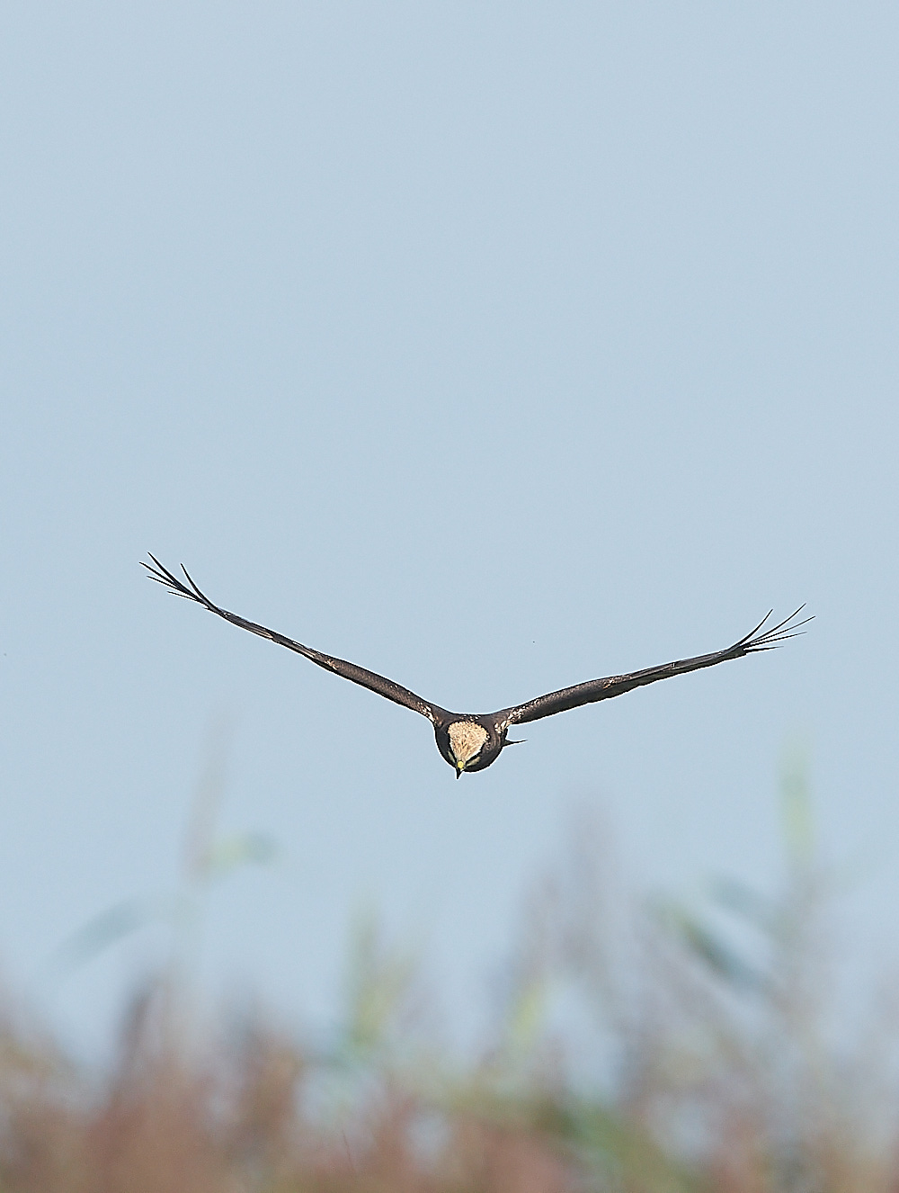 Cley - MarshHarrier130821-3