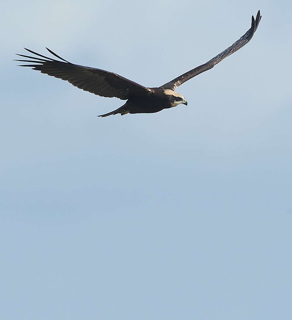 Cley - MarshHarrier130821-4