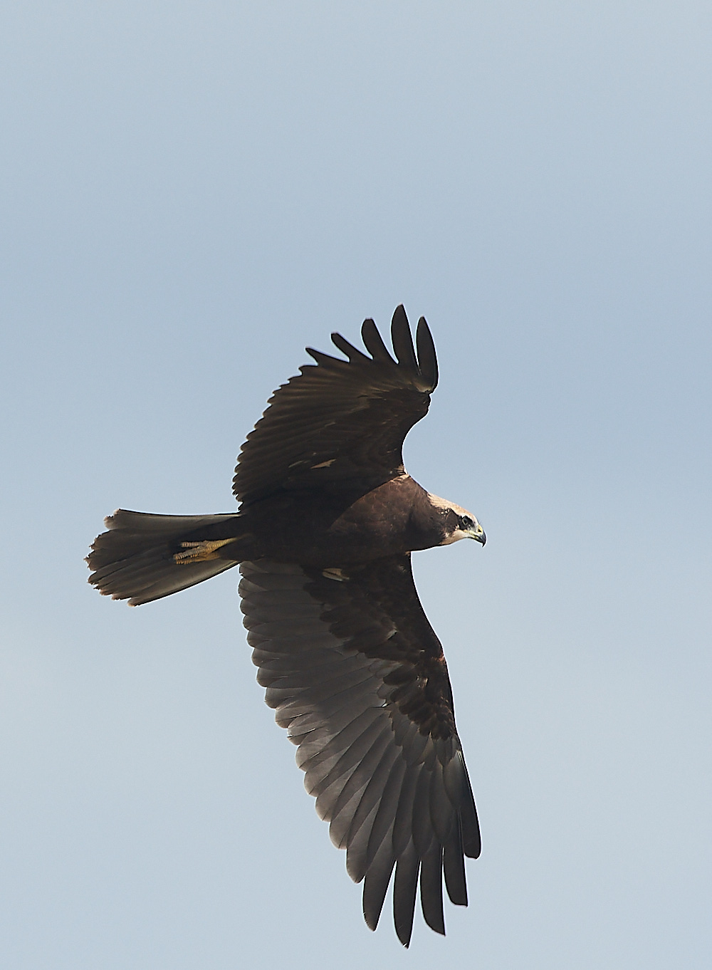 Cley - MarshHarrier130821-5